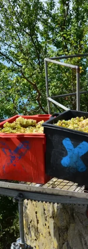 grapes-aboard-cogwheel-railway-train-during-grape-harvest-cinque-terre-tuscany-italy-DSC_9899